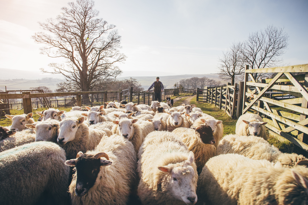 Herding Sheep Busy vs. Productive Shepherding Your Time as a Leader