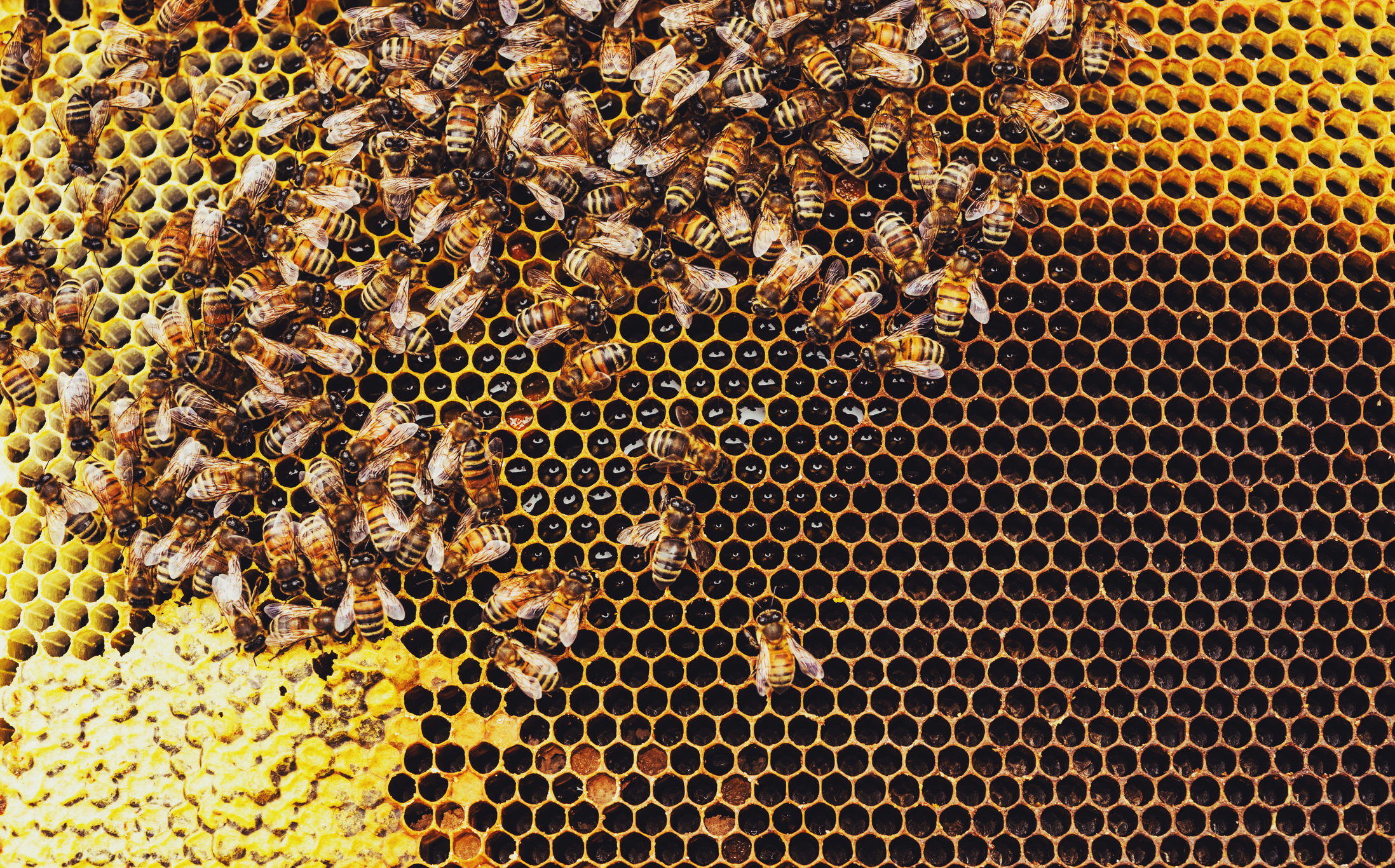 Honeybees Make Your Numbers Count!